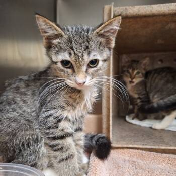 Rescue Domestic Short Hair Cats for Adoption in Philadelphia, Pennsylvania - Mr Meogi | PetCurious