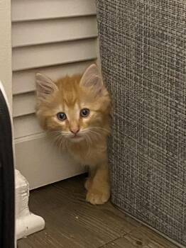 Domestic Long Hair Cats Available for Adoption in Camden, South Carolina - Megaphone | PetCurious
