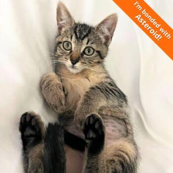 A1047181 Cocoa -  Domestic Short Hair Cat for Adoption in Pleasant Hill, California - A1047181 Cocoa | PetCurious