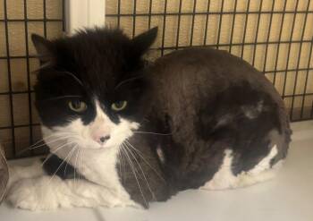 black and white cat -  Domestic Medium Hair Cat for Adoption in Green River, Wyoming - Black And White Cat | PetCurious