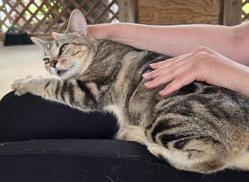 Libby -  Domestic Short Hair Cat for Adoption - Libby | PetCurious