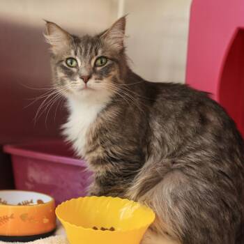 Cher -  Domestic Medium Hair Cat for Adoption in Los Angeles, California - Cher | PetCurious