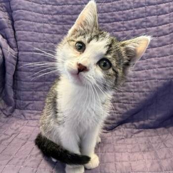 Nelly -  Domestic Short Hair Cat Available for Adoption in Janesville, Wisconsin - Nelly | PetCurious