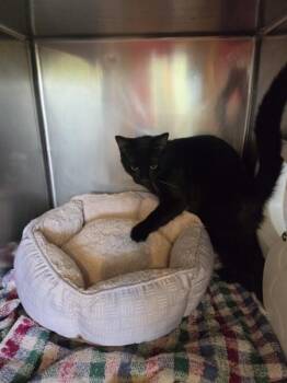 Batman -  Domestic Short Hair Cat for Adoption in Cleveland, Tennessee - Batman | PetCurious