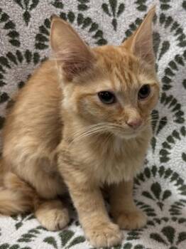 Cheese Puff $100 Fostered -  Domestic Medium Hair and Domestic Short Hair Cat for Adoption in Seneca, South Carolina - Cheese Puff $100 Fostered | PetCurious