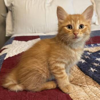Domestic Long Hair Cats Available for Adoption in Chattanooga, Tennessee - Honey | PetCurious