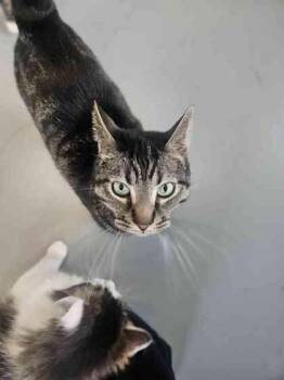 Domestic Short Hair Cats Available for Adoption in Mount Pleasant, Iowa - Spook | PetCurious