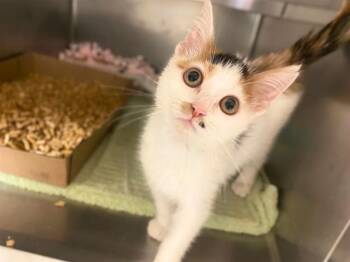 SQUIGGLE -  Domestic Short Hair Cat for Adoption in Fort Wayne, Indiana - SQUIGGLE | PetCurious