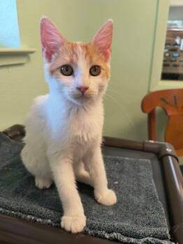Howie -  Domestic Short Hair Cat for Adoption in Weaverville, California - Howie | PetCurious