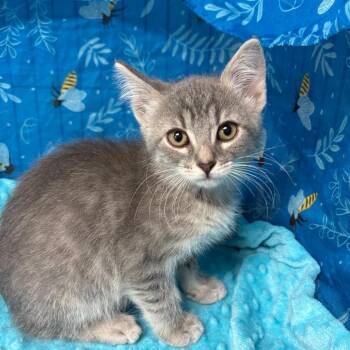 Cloud -  American Shorthair Cat for Adoption in Greenfield, Indiana - Cloud | PetCurious