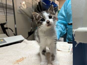 Rescue Domestic Medium Hair Cats for Adoption in Raleigh, North Carolina - FISH | PetCurious