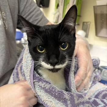 George -  Domestic Short Hair Cat for Adoption in Asheville, North Carolina - George | PetCurious