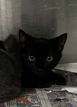 Rescue Domestic Short Hair Cats for Adoption in Spartanburg, South Carolina - Buttercup | PetCurious