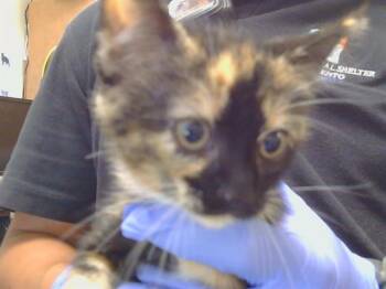 A924075 -  Domestic Short Hair Cat for Adoption in Sacramento, California - A924075 | PetCurious