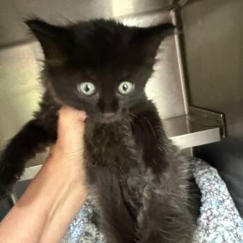 Rescue Domestic Medium Hair Cats for Adoption in Jupiter, Florida - Elizabeth Taylor | PetCurious