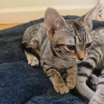Daisy -  Domestic Short Hair Cat for Adoption in Vallejo, California - Daisy | PetCurious