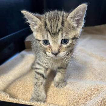 Zev -  Domestic Short Hair Cat for Adoption in Oak Park, Illinois - Zev | PetCurious