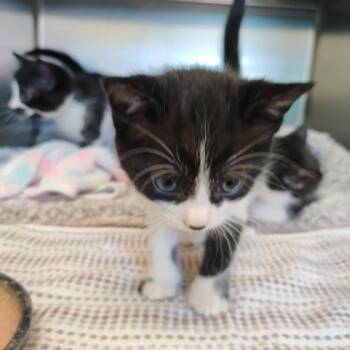 Columbus -  Domestic Short Hair Cat for Adoption in Richmond, Virginia - Columbus | PetCurious