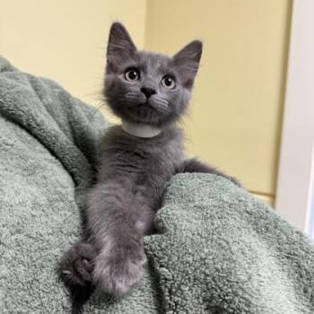 Horace -  Domestic Medium Hair Cat for Adoption in Richmond, Virginia - Horace | PetCurious