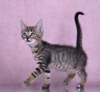 Waffle -  Domestic Short Hair and Tabby Cat for Adoption in Tuscaloosa, Alabama - Waffle | PetCurious