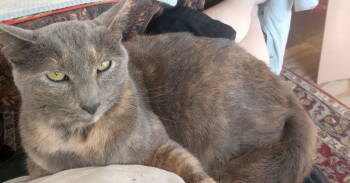 Rescue Dilute Tortoiseshell and Domestic Short Hair Cats for Adoption in San Jose, California - Queenie | PetCurious