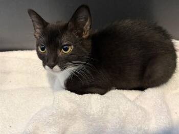 CHERRY PIE -  Domestic Short Hair Cat for Adoption in Auburn, California - CHERRY PIE | PetCurious