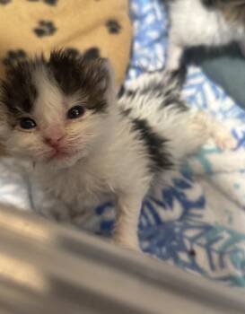Wembley -  Domestic Short Hair Cat for Adoption in Fruit Heights, Utah - Wembley | PetCurious