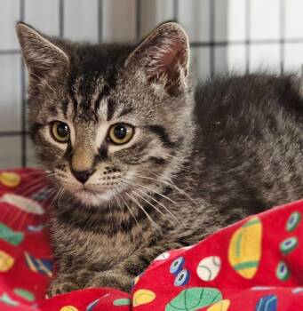 Olivia -  Domestic Short Hair Cat for Adoption in Lovingston, Virginia - Olivia | PetCurious