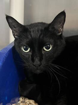 Domestic Short Hair Cats Available for Adoption in Oakdale, California - Mosen | PetCurious