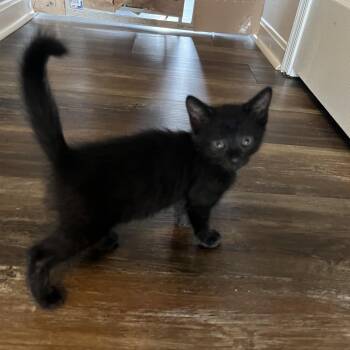 Obsidian -  Domestic Short Hair Cat for Adoption in Fredericksburg, Virginia - Obsidian | PetCurious