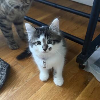 Elektra -  Domestic Medium Hair Cat Available for Adoption in Silver Spring, Maryland - Elektra | PetCurious