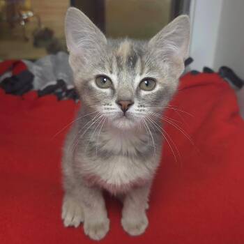 Dilute Tortoiseshell Cats Available for Adoption in Marshfield, Wisconsin - Shrimp | PetCurious