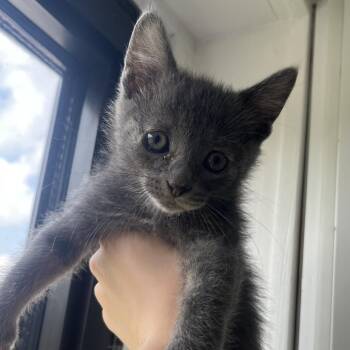 Robin -  Domestic Short Hair Cat for Adoption in St. Louis, Missouri - Robin | PetCurious