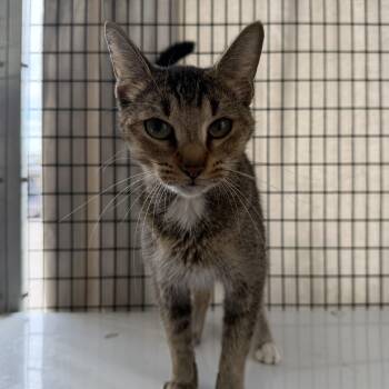 Bug -  Domestic Short Hair Cat for Adoption in Oconto, Wisconsin - Bug | PetCurious