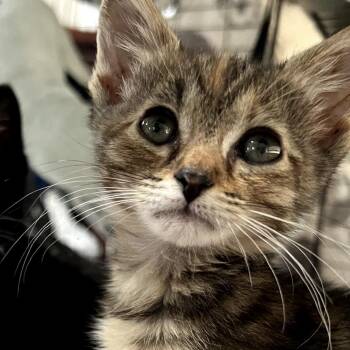 Mira -  Domestic Medium Hair Cat for Adoption in Long Beach, California - Mira | PetCurious