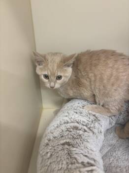 Rescue Domestic Short Hair Cats for Adoption in Chicago Ridge, Illinois - CUTIE | PetCurious