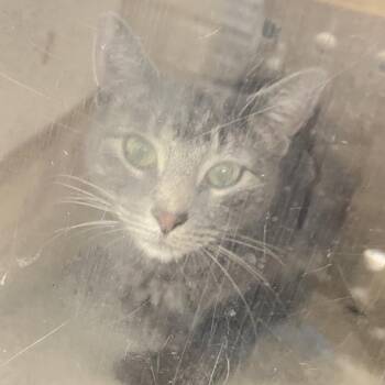 Neyri -  Domestic Short Hair Cat for Adoption in Philadelphia, Pennsylvania - Neyri | PetCurious