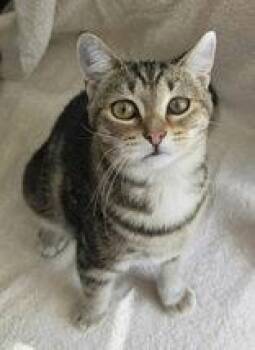 7071 (Punky Bruster ) -  Domestic Short Hair Cat for Adoption in Lake City, Michigan - 7071 (Punky Bruster ) | PetCurious