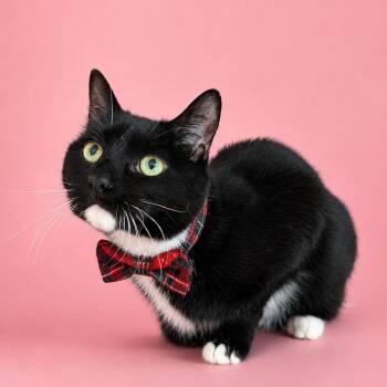 Maggie -  Domestic Short Hair Cat Available for Adoption in Binghamton, New York - Maggie | PetCurious
