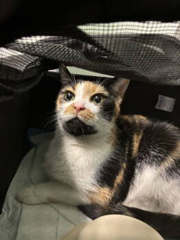 Rescue Domestic Short Hair Cats for Adoption - Xchi | PetCurious