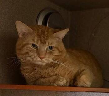 Domestic Short Hair Cats Available for Adoption - Chase | PetCurious