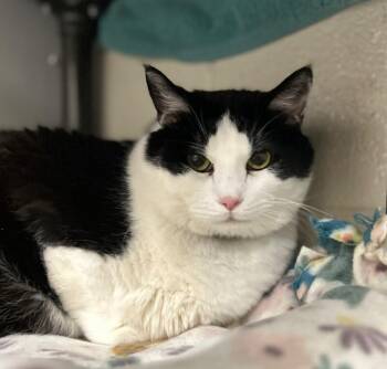 Domestic Short Hair Cats Available for Adoption in Fruit Heights, Utah - Bandit | PetCurious