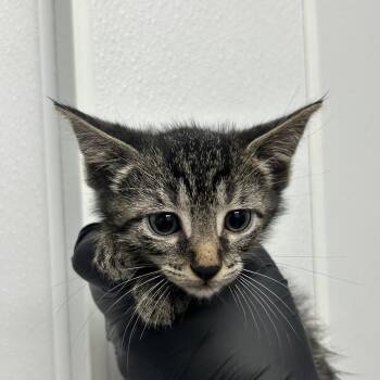 Simon Says -  Domestic Short Hair Cat for Adoption in Abilene, Texas - Simon Says | PetCurious