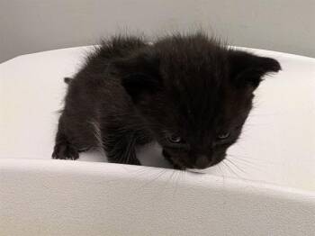 MILO -  Domestic Short Hair Cat for Adoption in Kent, Washington - MILO | PetCurious