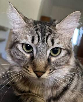 Madeleine . -  Domestic Long Hair Cat for Adoption in Antioch, California - Madeleine . | PetCurious