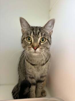Cookie -  Domestic Short Hair Cat for Adoption in Delson, Quebec - Cookie | PetCurious