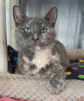 Domestic Short Hair Cats Available for Adoption in Georgetown, Ohio - Drizzle | PetCurious