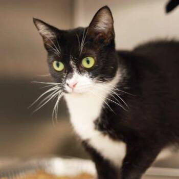 Domestic Short Hair Cats Available for Adoption in Atlanta, Georgia - Kiki | PetCurious