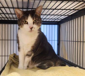 Mary -  Domestic Short Hair Cat for Adoption in Clayton, New Jersey - Mary | PetCurious