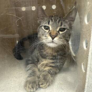 Josh -  Domestic Short Hair Cat for Adoption in Reno, Nevada - Josh | PetCurious
